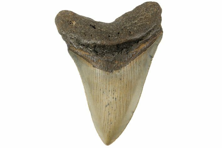 Fossil Megalodon Tooth - North Carolina #183340